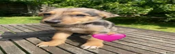 German Shepherd dogs for sale: GSD X COLLIE,BIG CHUNKY FARM BRED PUPS. - Advert 2