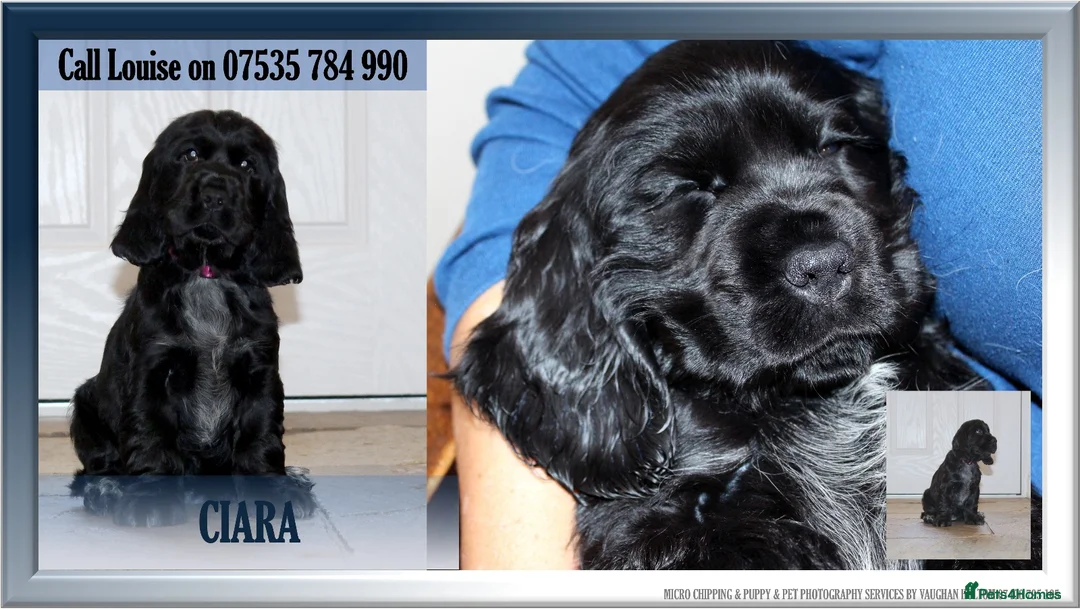 Cocker Spaniel dogs for sale: KC registered Cocker Spaniel.  - Advert 16