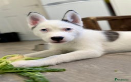 Siberian Husky dogs for sale: Rare Blue-Eyed Piebald Husky Girl, Ready Now - Image 3