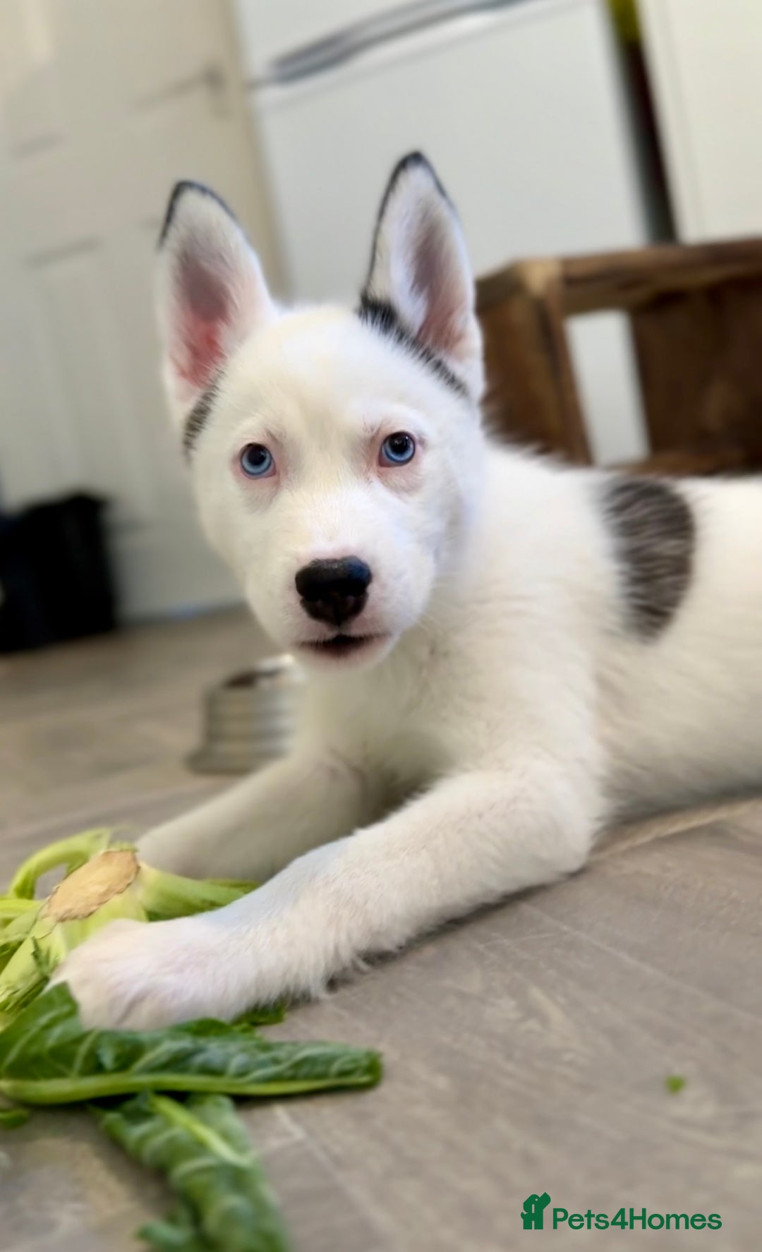 Siberian Husky dogs for sale: Rare Blue-Eyed Piebald Husky Girl, Ready Now - Image 3