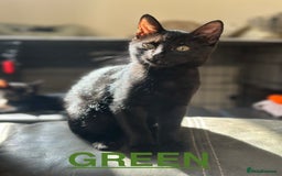 British Shorthair cats for sale: MALE BALCK KITTENS   - Image 3