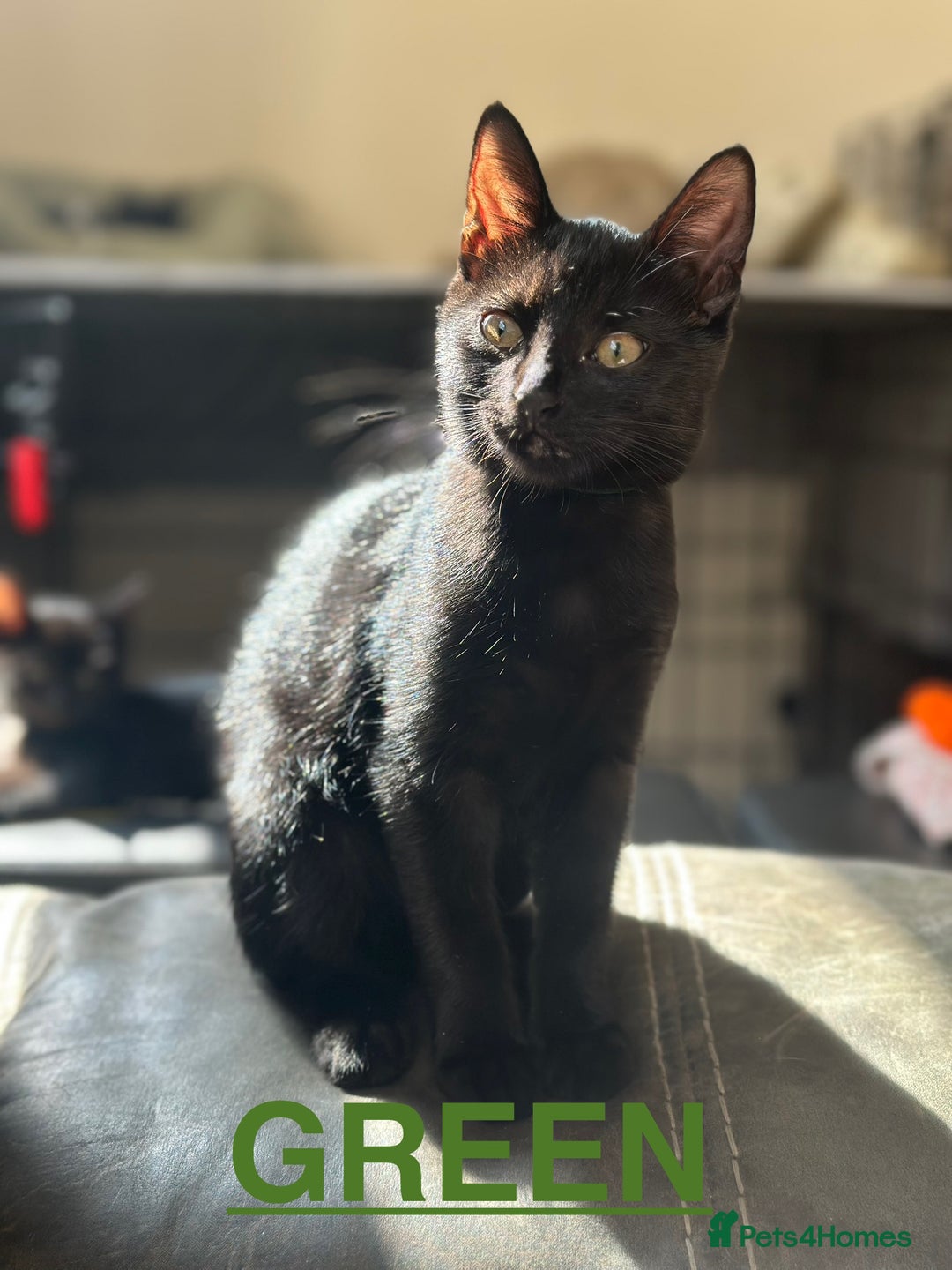 British Shorthair cats for sale: MALE BALCK KITTENS   - Image 3