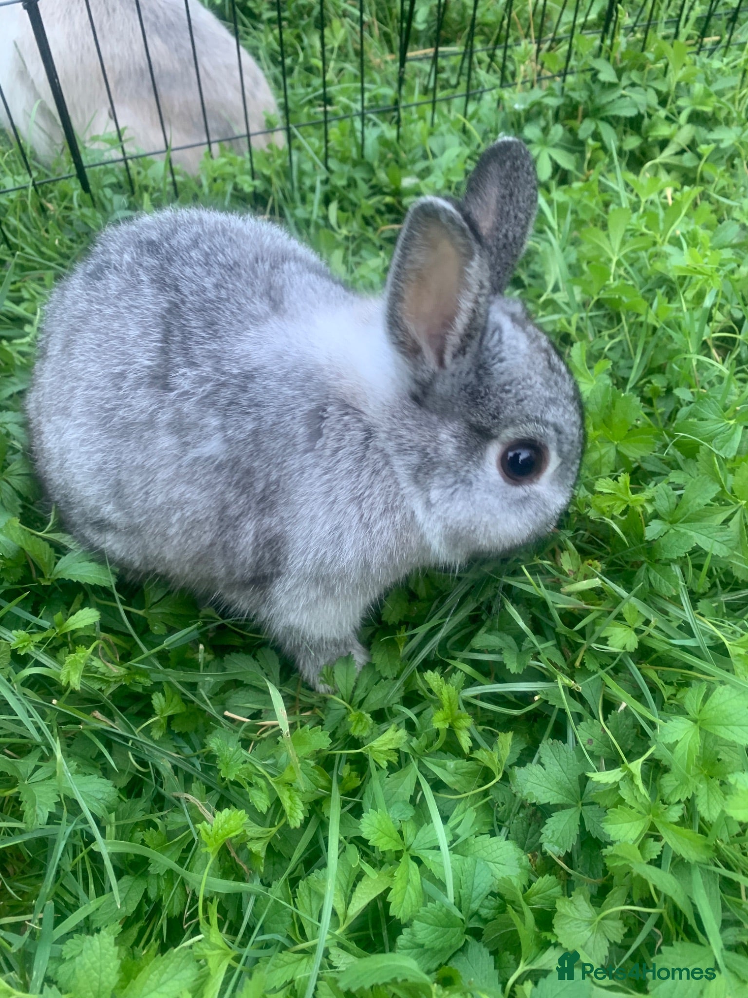 Netherland Dwarf rabbits Gorgeous Netherland Dwarfs 2Boys Left - Advert 2