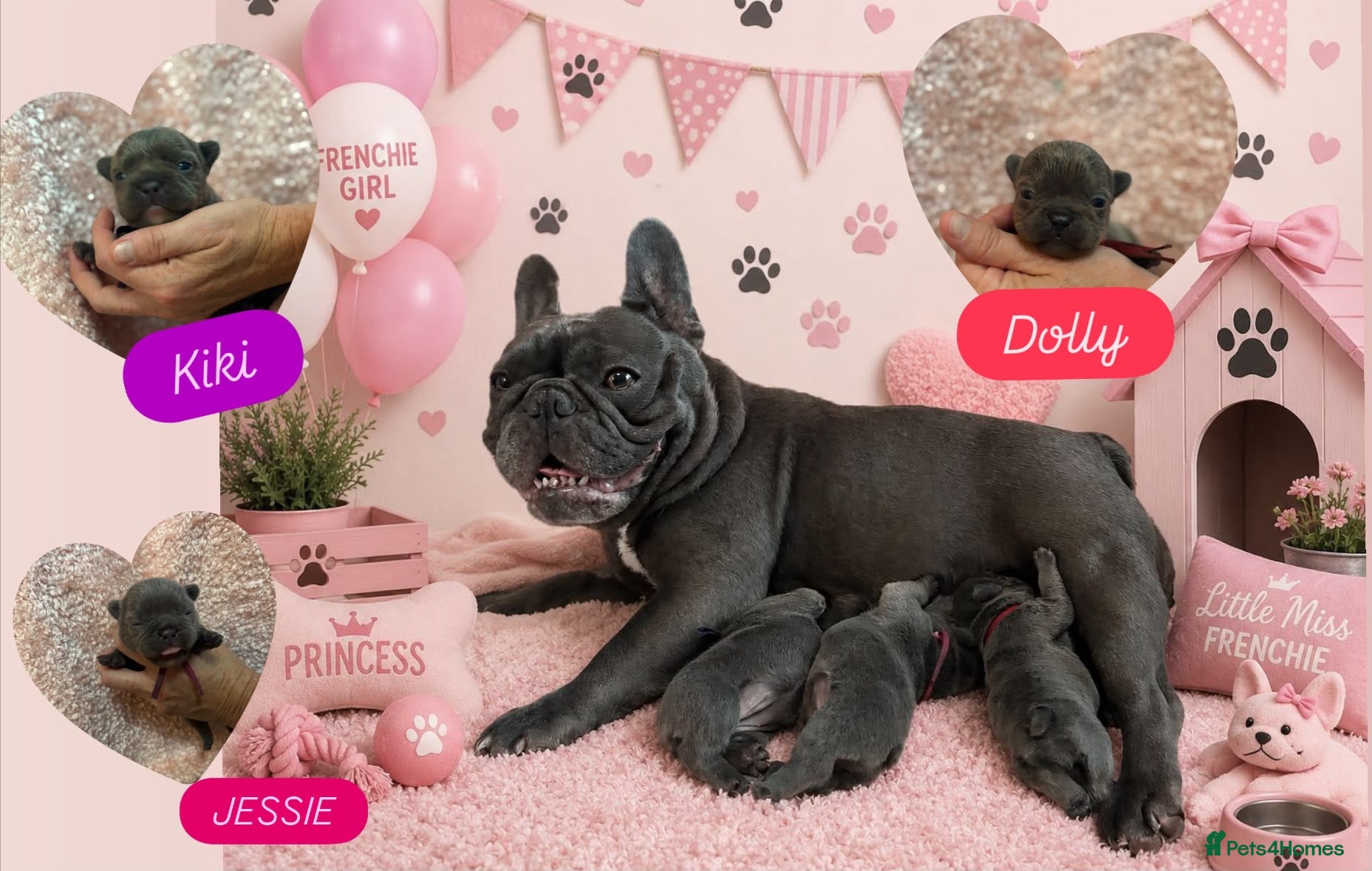 French Bulldog dogs aa blues lilacs  Frenchie pups  - Advert 1