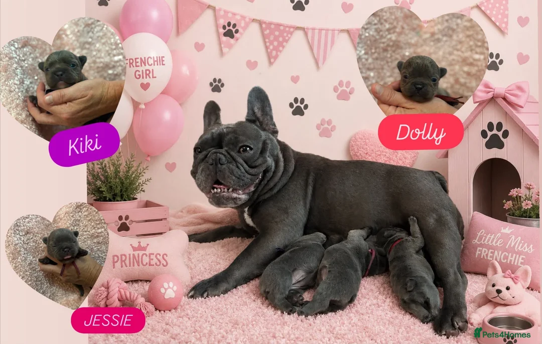 French Bulldog dogs for sale: aa blues lilacs  Frenchie pups  - Advert 1