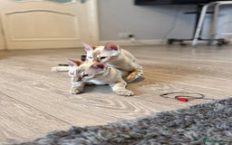 Bengal cats for sale: TICA registered snow lynx Bengal Kittens in Reading - Image 17