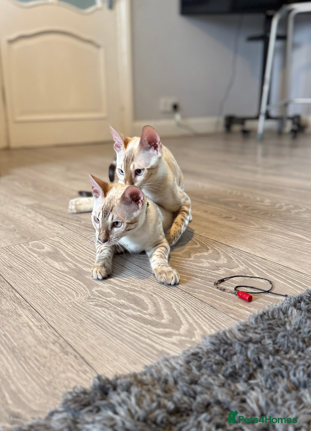 Bengal cats for sale: TICA registered snow lynx Bengal Kittens in Reading - Image 17