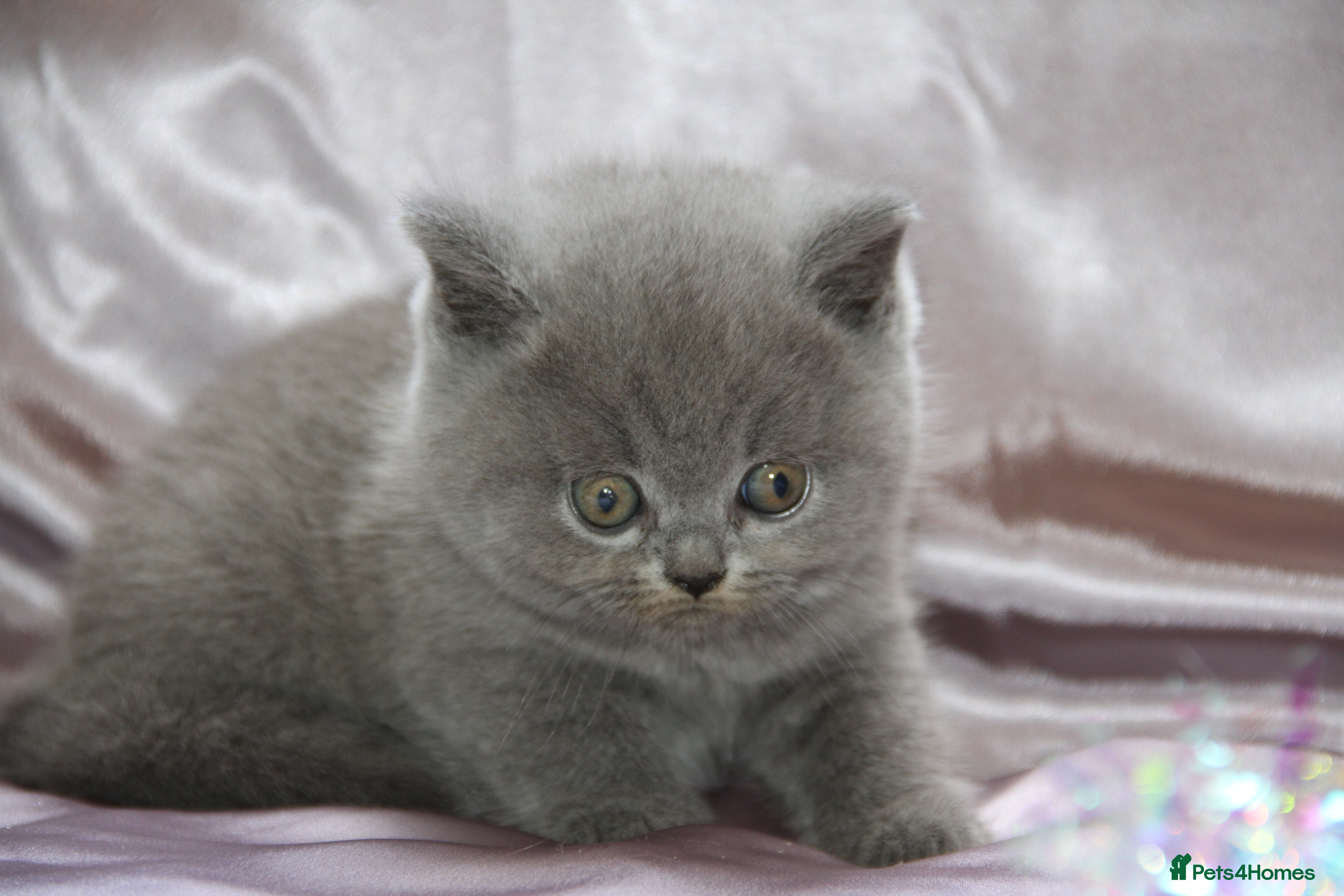 British Shorthair cats British shorthair kittens  - Advert 2
