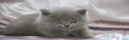 British Shorthair cats for sale: British shorthair kittens  - Advert 7