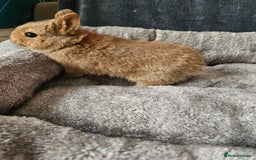 Netherland Dwarf rabbits for sale: Red Agouti Netherland Dwarf girl - Advert 5