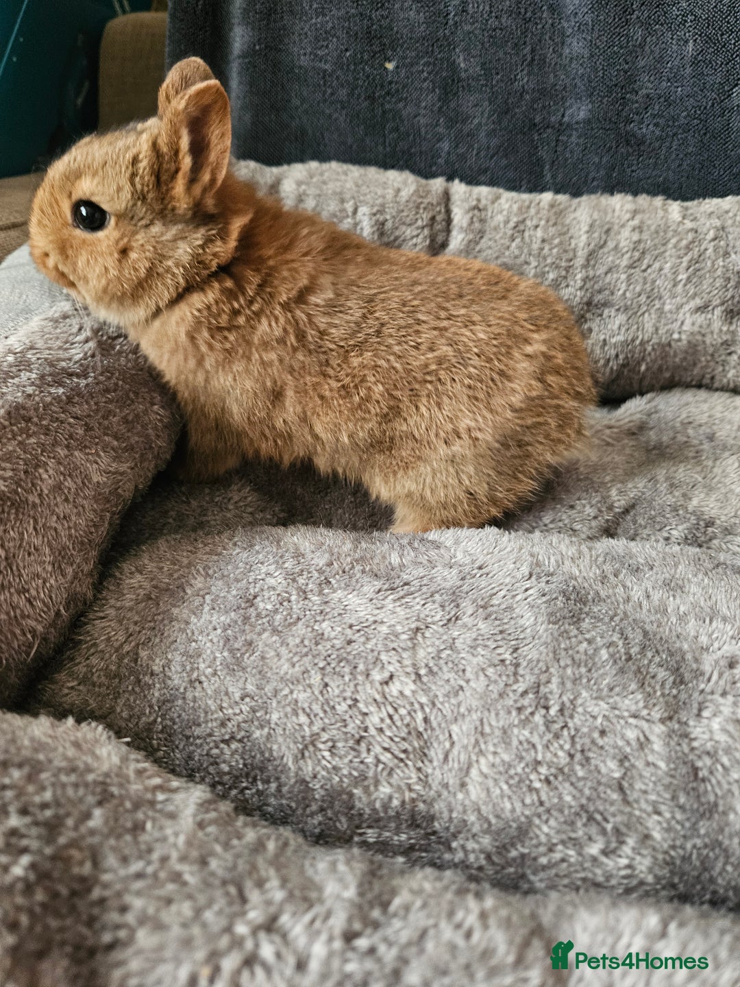 Netherland Dwarf rabbits for sale: Red Agouti Netherland Dwarf girl - Advert 5