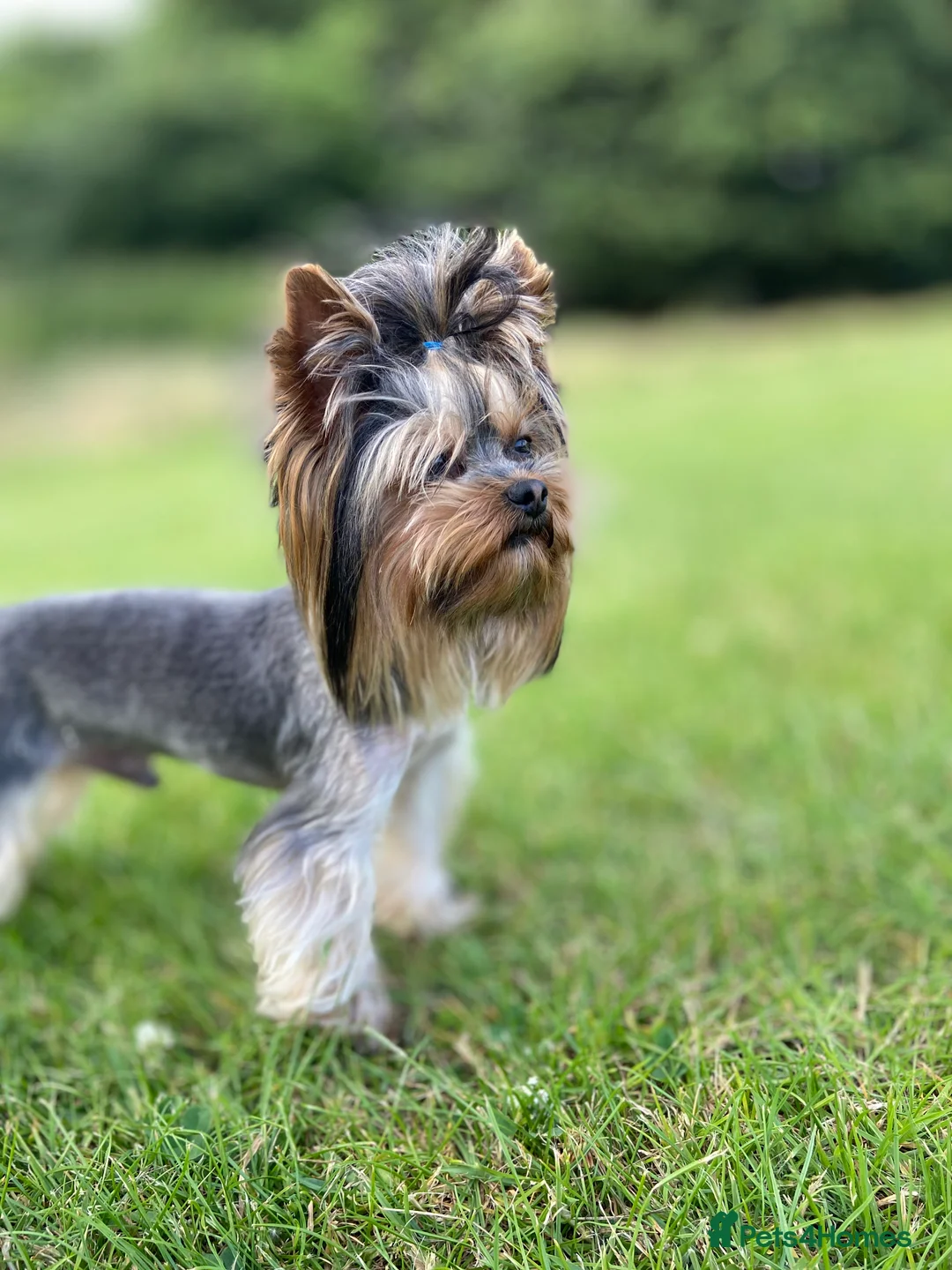 Yorkshire Terrier dogs for stud: Rocky in Hornchurch - Advert 4