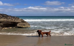 Cocker Spaniel dogs for stud: Working Red Cocker Spaniel Stud - Image 3