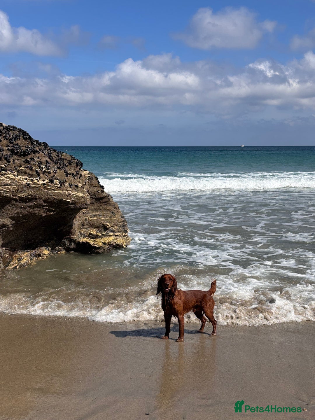 Cocker Spaniel dogs for stud: Working Red Cocker Spaniel Stud - Image 3