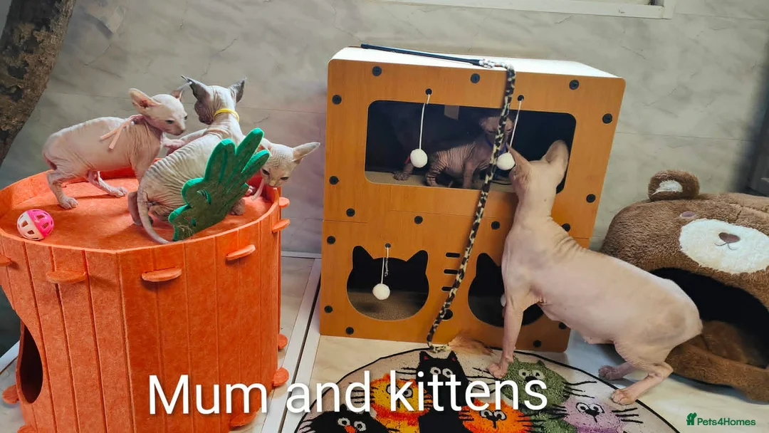 Sphynx cats for sale: Canadian Sphynx Tica registered,Blue eyes. - Advert 1