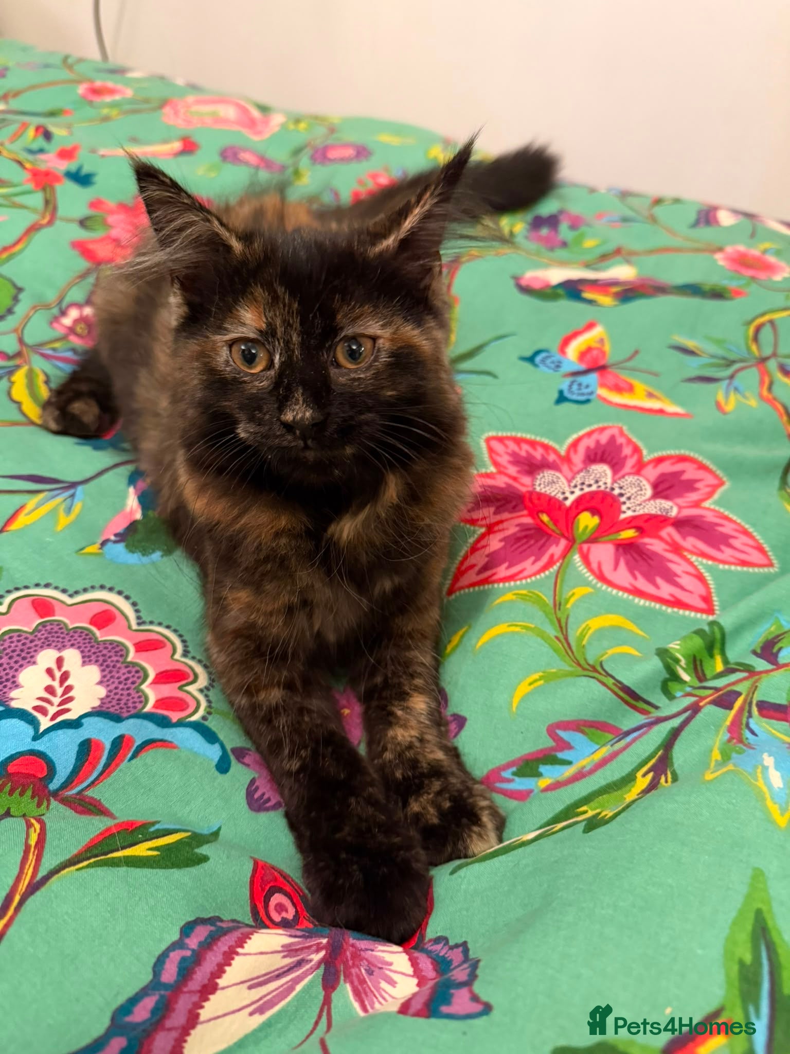 Mixed Breed cats Friendly Fluffy Tortoiseshell Girl - Advert 1