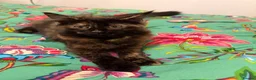 Mixed Breed cats for sale: Friendly Fluffy Tortoiseshell Girl - Advert 1