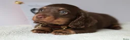 Miniature Dachshund dogs for sale: 5*Licensed Holistic +Kc reg+Pra Clear+Vet Checked - Advert 27