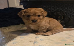 Mixed Breed dogs for sale: Cavajack - Image 2