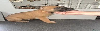Belgian Shepherd Dog Puppy 3
