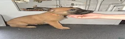 Belgian Shepherd Dog dogs for sale: Belgium Shepard x Dutch Shepard  - Advert 7