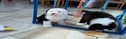 Old English Sheepdog dogs for sale: Old English sheep pups  - Advert 5