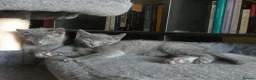 Russian Blue cats for sale: Pure Russian Blue kittens *1 boy, 1 girl left* - Advert 7