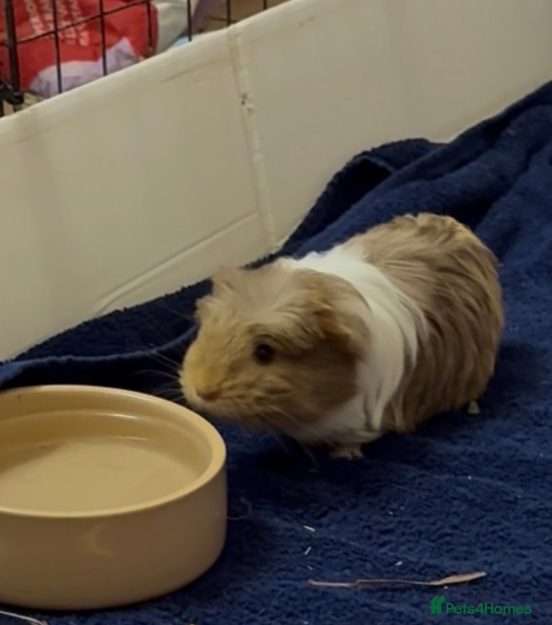 Guinea Pig rodents for sale: 2 Beautiful long haired girls  - Advert 22