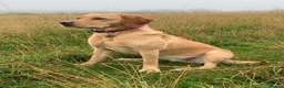 Labrador Retriever dogs for sale: Fox Red Puppies fully health tested FTCH lines in Swanage - Advert 4