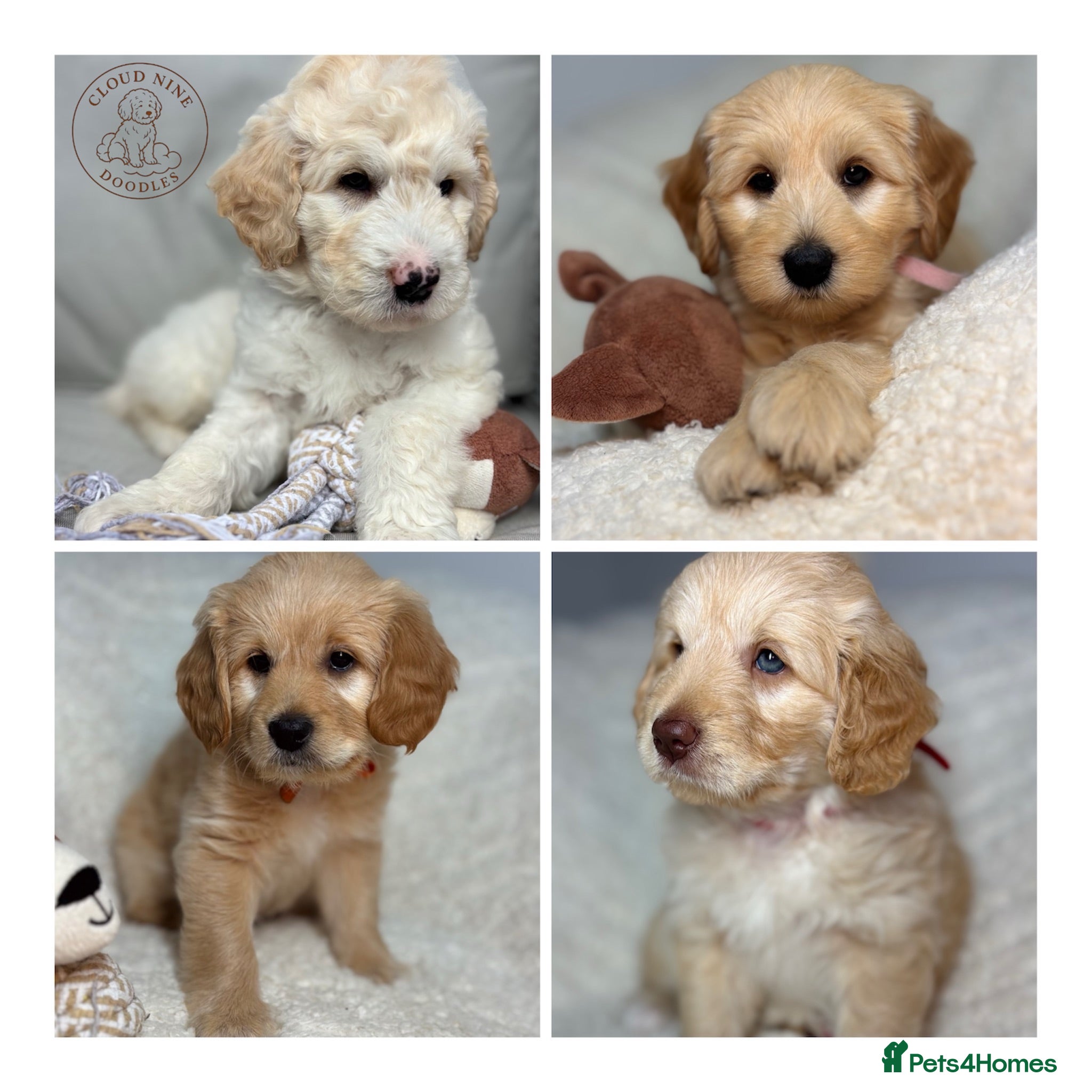 Australian Labradoodle dogs Multigen Australian Labradoodle x Goldendoodle - Advert 1