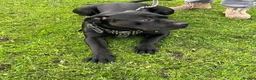 Cane Corso dogs for sale: X4 female cane corso  - Advert 16