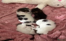 Mixed Breed cats for sale: Tabby and white kittens  - Image 4