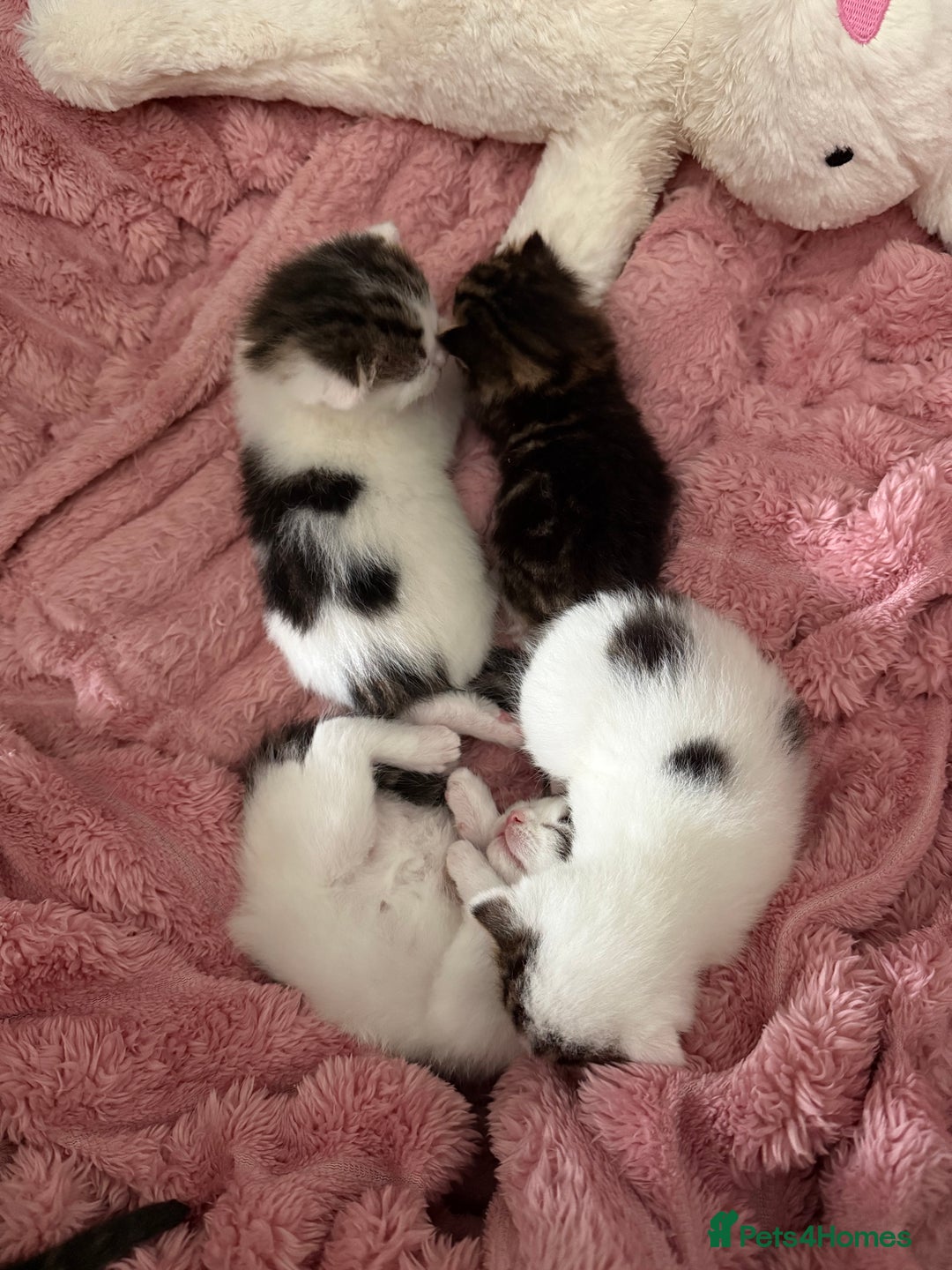 Mixed Breed cats for sale: Tabby and white kittens  - Image 4