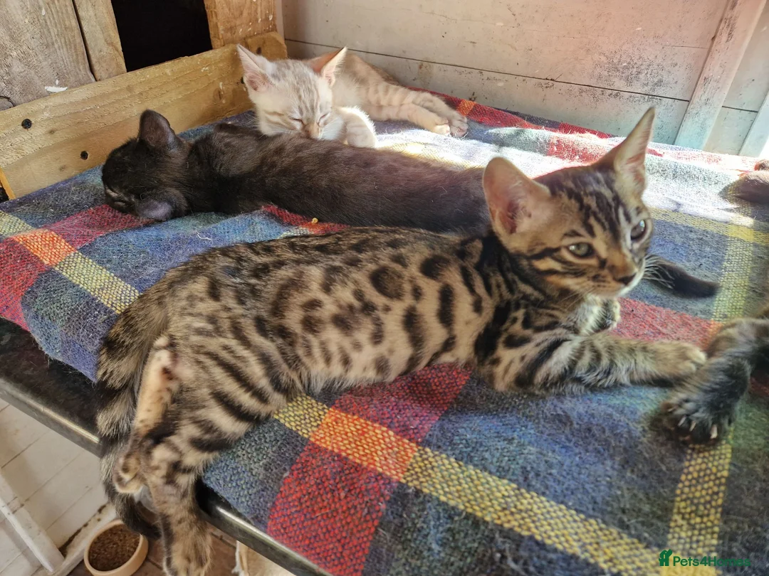 Mixed Breed cats for sale: Beautiful Bengamese kittens  - Advert 10
