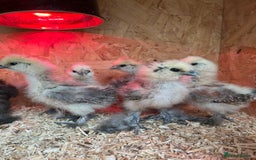 Chickens poultry for sale: Silkies - ducklings - Drakes - Advert 18