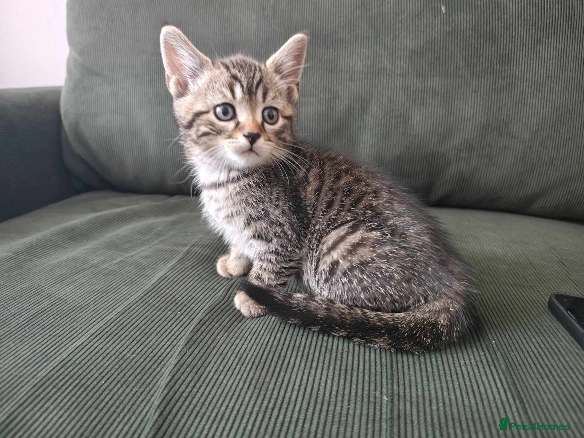 Mixed Breed cats Bengal Marble & British Shorthair  - Advert 2