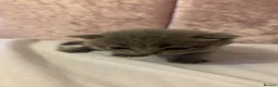British Shorthair cats for sale: British Blue Short Haired Kittens  in Manchester - Advert 4