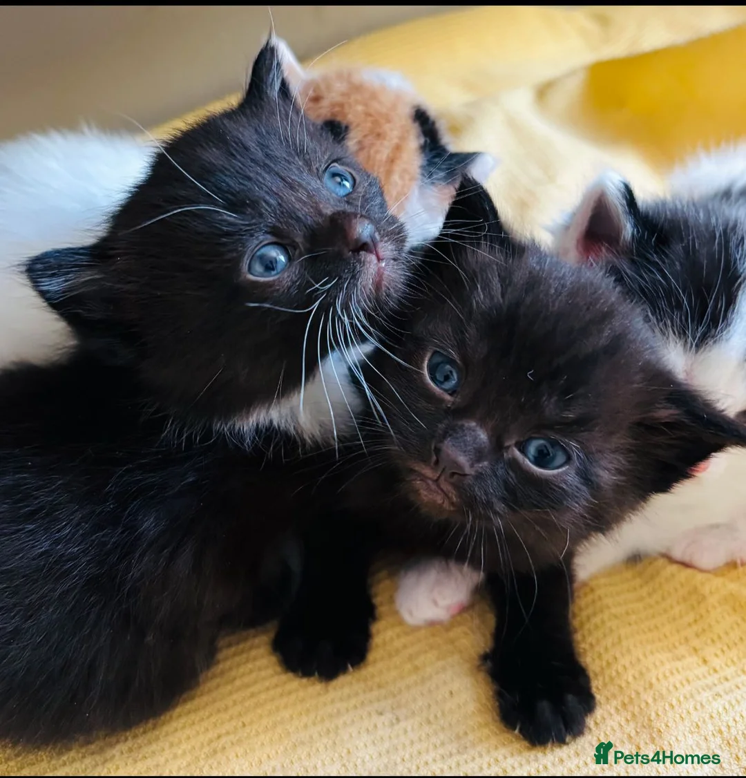 Mixed Breed cats for sale: Mainecoonx kittens  - Advert 2