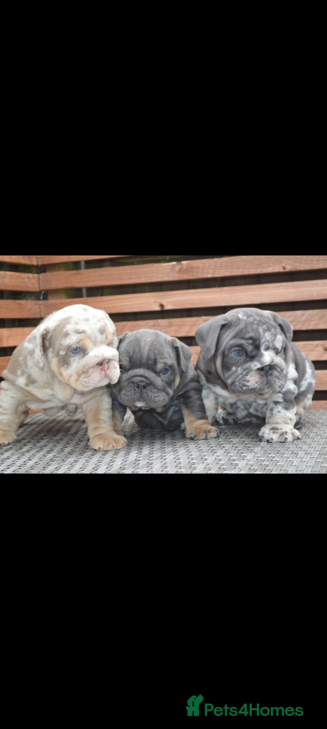 English Bulldog dogs for sale: Outstanding English bulldog puppies  - Image 5