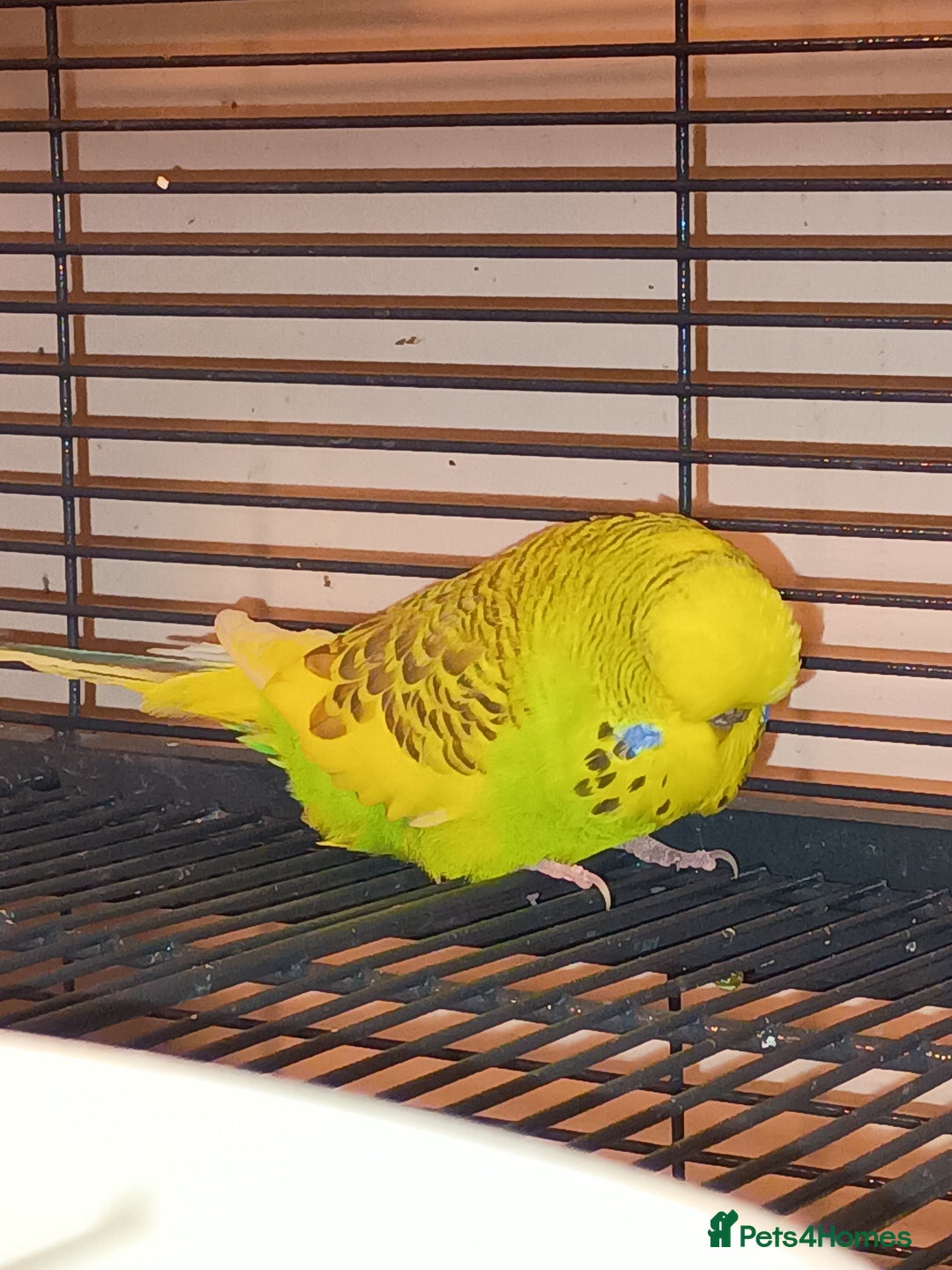 Budgerigars birds for sale: Budgies - Advert 6