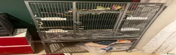 Budgerigars birds for sale: 4 budgies in London - Advert 2