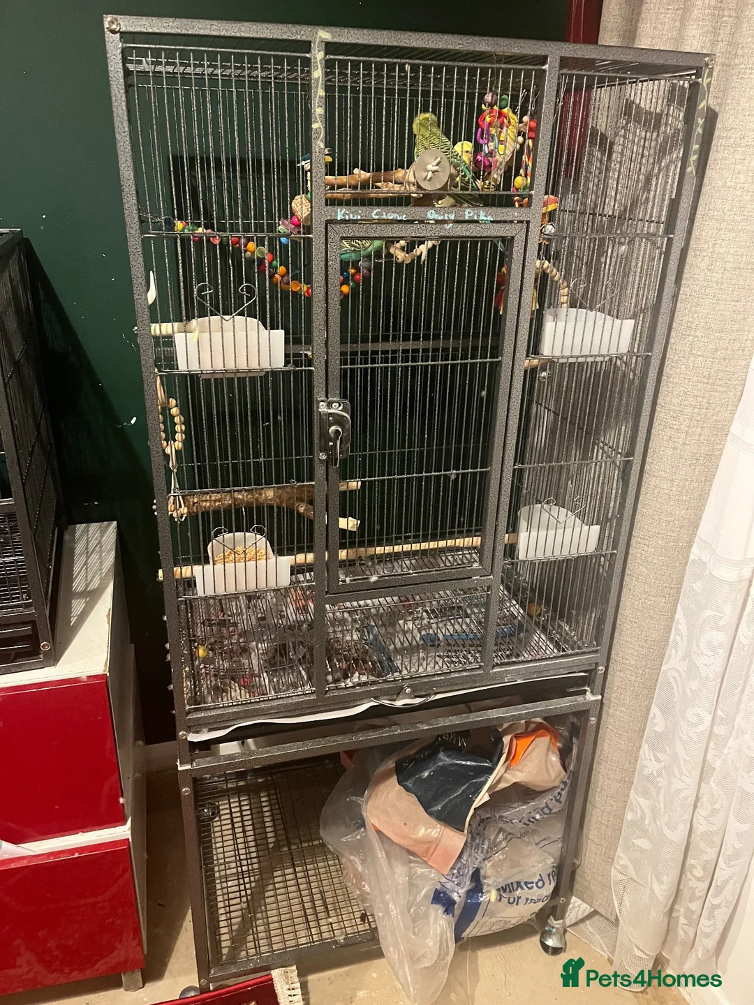 Budgerigars birds for sale: 4 budgies in London - Advert 2