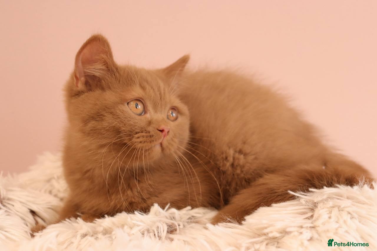 British Shorthair cats for sale: Ready Stunning Chocolate Champion bloodline BSH - Advert 2