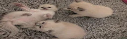 Ragdoll cats for sale: ✨🐾 STUNNING BLUE POINT RAGDOLL KITTENS – £600 🐾✨ - Advert 5