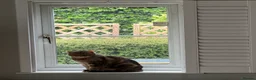 Bengal cats for sale: Looking for a new home for Ellie x in Feltham - Advert 5