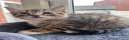 Mixed Breed cats for sale: Beautiful kitten  - Advert 1