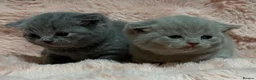 British Shorthair cats for sale: Beautiful British short hair kittens  - Advert 12