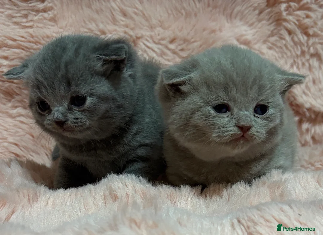 British Shorthair cats for sale: Beautiful British short hair kittens  - Advert 12