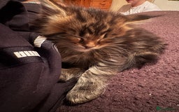Maine Coon cats for sale: 2 Gorgeous Mane Coon Kittens  - Image 6