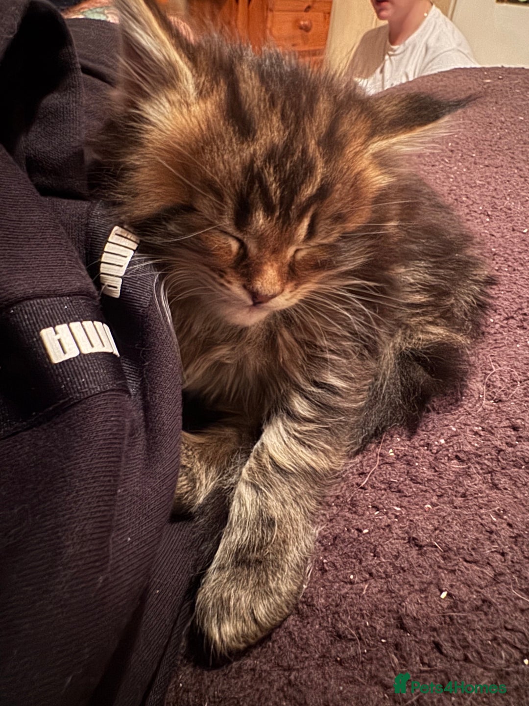 Maine Coon cats for sale: 2 Gorgeous Mane Coon Kittens  - Image 6